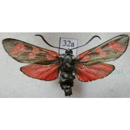 Zygaena filipendulae (Linnaeus, 1758) Kraśnik sześcioplamek Deutschland32a